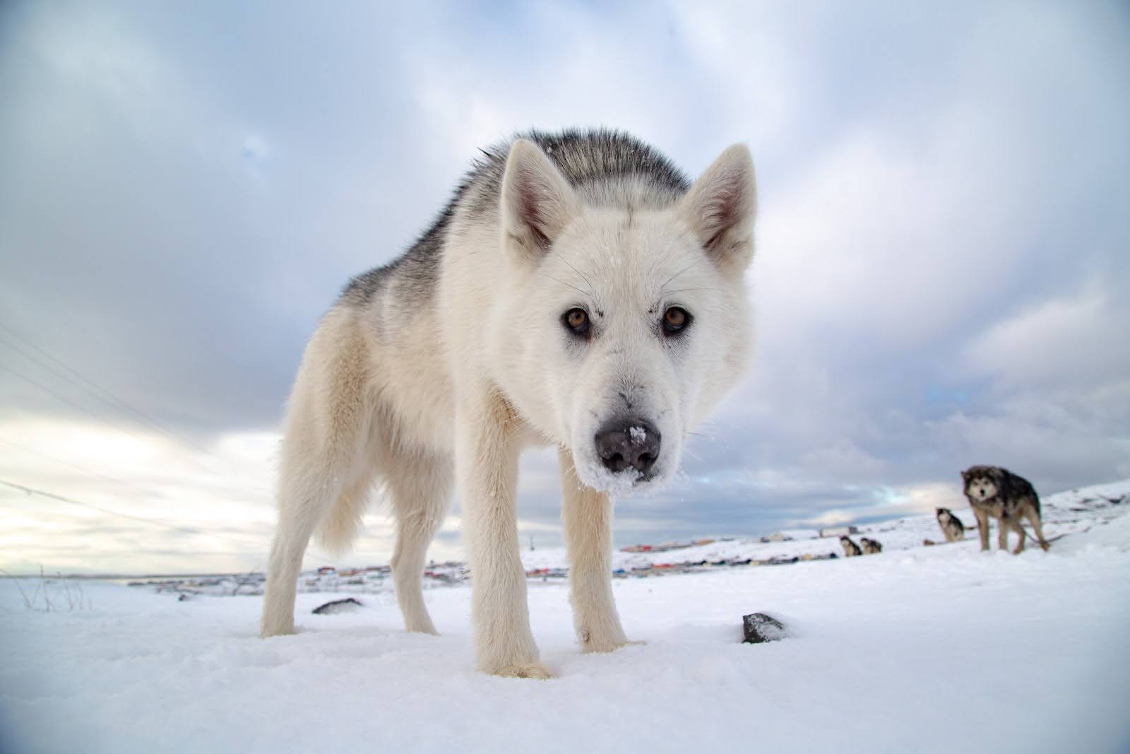 An Arctic sled dog on the outskirts of town. Inukjuak is located 1,500 kilometres north of Montreal and is not accessible by road; only by boat (in summer) and plane (year-round), both very expensive options.
